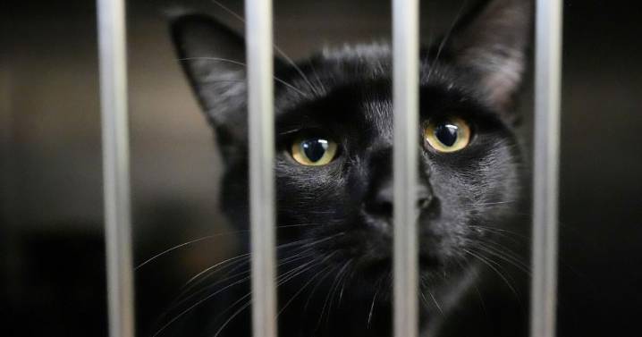 Families on SNAP worry about not just feeding themselves but also their pets