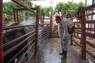 A un año del primer caso, México mantiene controlado el gusano barrenador y concentra los casos en el sur