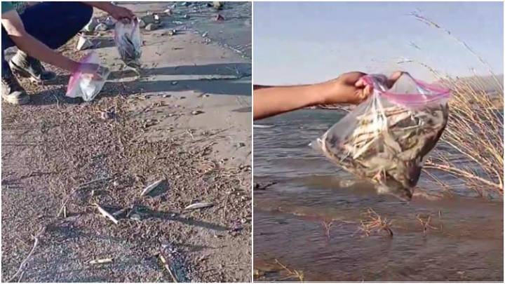 Aparecen decenas de peces muertos en río de Argentina 🎦