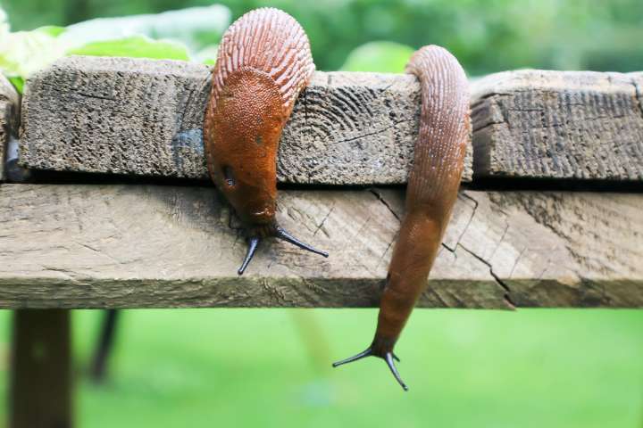 These slugs arguing over food is the cutest territorial fight you'll see today