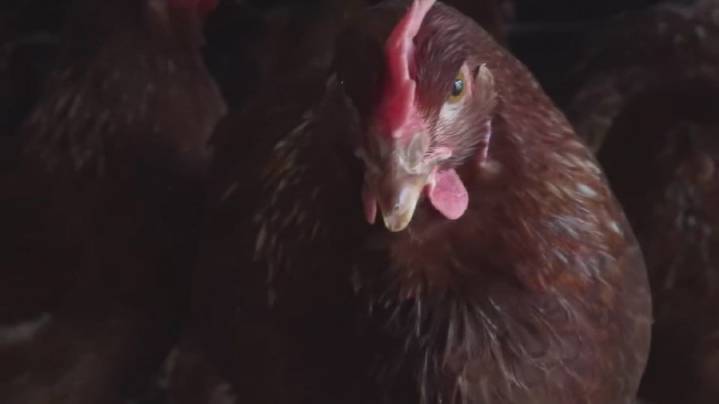 First suspected human case of avian influenza reported in Washington this year