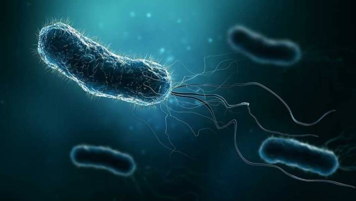 Siete de cada 10 mexicanos porta una bacteria que puede causar cáncer