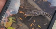 Video shows alligator slinking back into Charles River in Boston