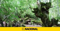 La bonita ruta que debes hacer este otoño en Cataluña (y no es la Fageda d'en Jordà)