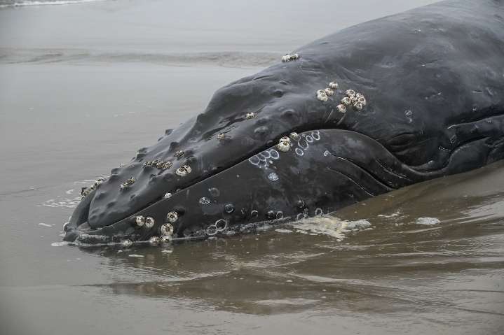 Oregon officials investigate Yachats humpback whale death linked to crab gear