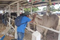 Yucatán implementa sistema integral para controlar el gusano barrenador en la ganadería