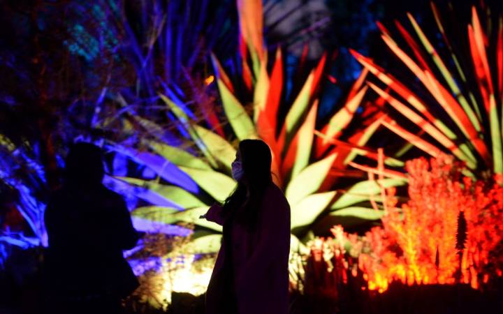 This East Bay garden has transformed into an immense cactus light show