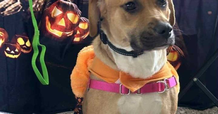 PETS OF THE WEEK: Rhianna and Floki