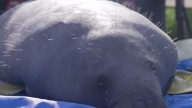 SeaWorld Orlando releases 42nd rehabilitated manatee of 2025 in video