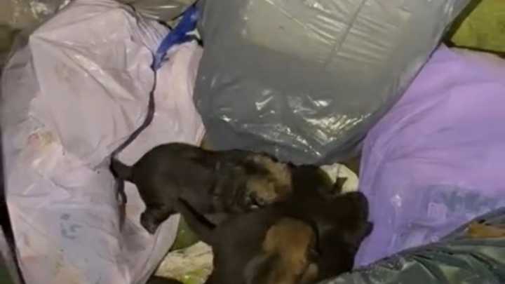 VIDEO: El tierno rescate de cinco cachorros abandonados en un contenedor en Palencia