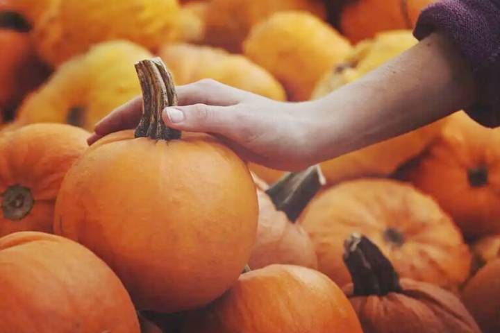 De este sitio proviene la calabaza que vendió comerciante en Atotonilco el Grande