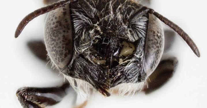 New 'Lucifer' bee with devil-like horns discovered in Australia