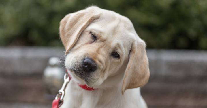 Dog trainer warns 'don't waste time and energy' with common puppy mistake