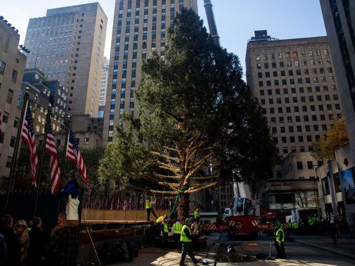 Llega el árbol de Navidad del Rockefeller Center a Manhattan, y da inicio a la temporada festiva en Nueva York