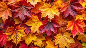 Town of Orleans begins Fall leaf collection