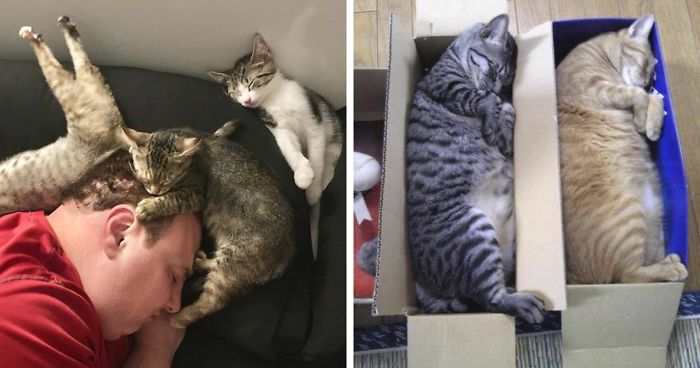 40 Times People Caught Their Cats Sleeping Together In Such Weird Positions, They Just Had To Share The Pics Online