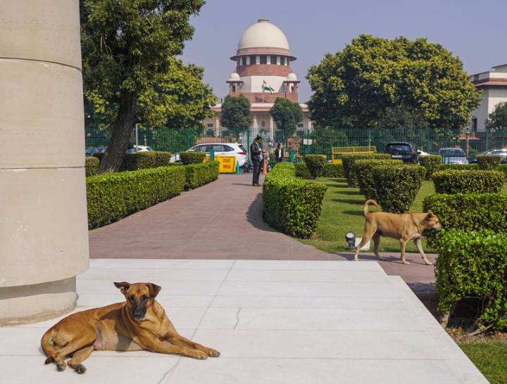 Shift stray dogs from institutional areas, cattle from highways: SC