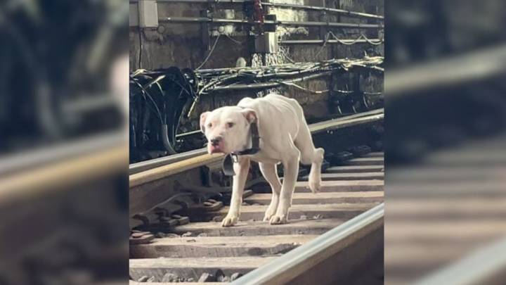 Missouri Rescuers Save Dog On Tracks Moments Before Train Arrives