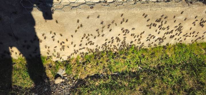 La tucura sapo se come todo en un campo de más de 100 años en el norte de Santa Cruz