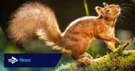 Greens want nature Bill changes to help one of Scotland’s ‘most iconic species’