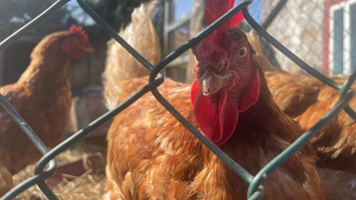 España confina las aves de corral por la gripe aviar: más de 1.100 municipios afectados