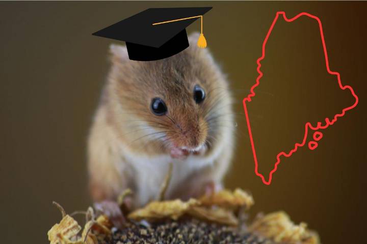 Are Maine Mice Smarter Than Out