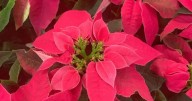 Experts share tips to get festive houseplants to bloom and thrive this winter