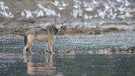 ¿Primera evidencia de uso de herramientas por lobos salvajes?