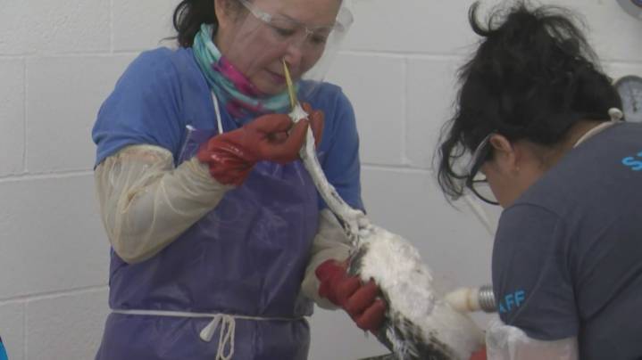 Nearly 100 oiled seabirds rescued after slick spotted off Santa Barbara coast