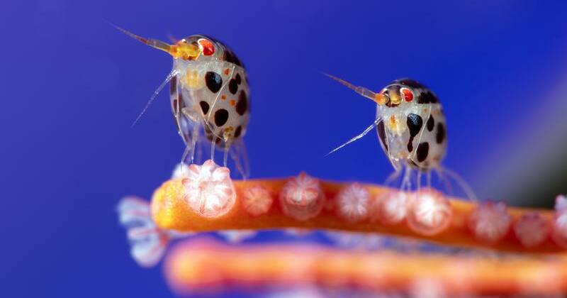 From micro to whale-size, wonders of the sea on display
