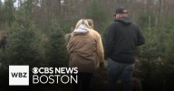 Massachusetts residents turn to Christmas tree farms amid uptick in price of artificial options