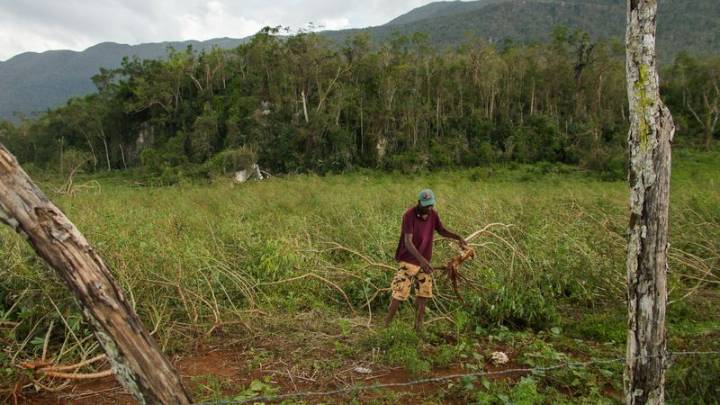 Jamaican farms reel from Hurricane Melissa, fueling fears of food shortages
