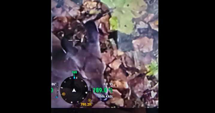 VIDEO: Deer roaming Baltimore County with pumpkin bucket on its face has been freed