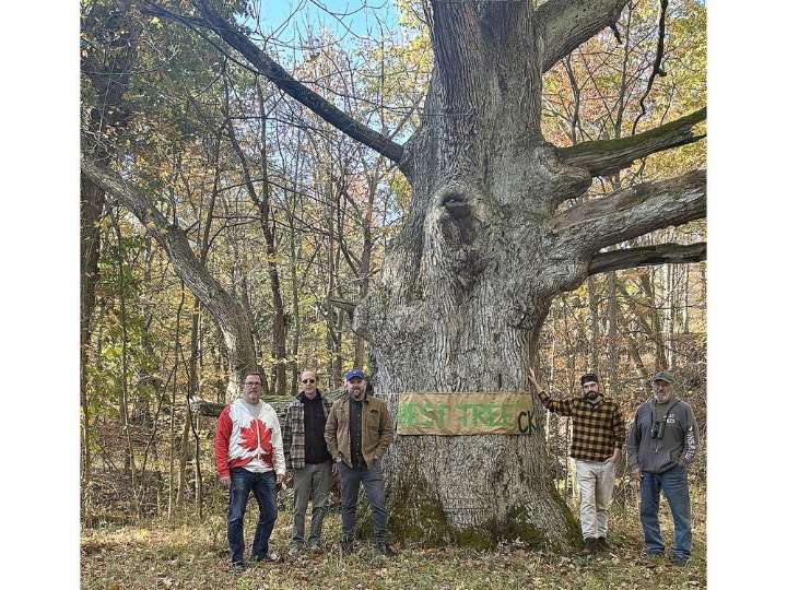 Swamp white oak winner of inaugural Best Tree in Chatham