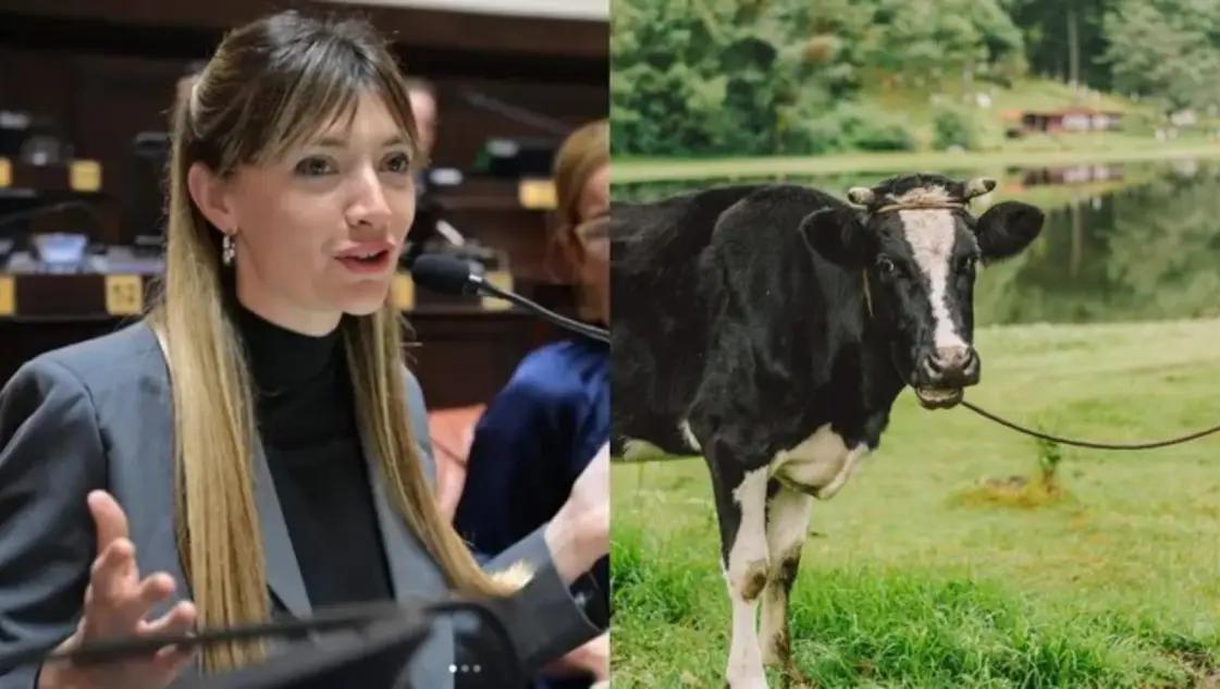 Una diputada quiere cobrar impuesto a los flatos y eructos de las vacas