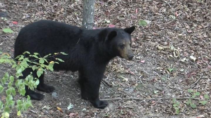 Experts urge caution, offer safety tips as Arkansas's bear numbers increase
