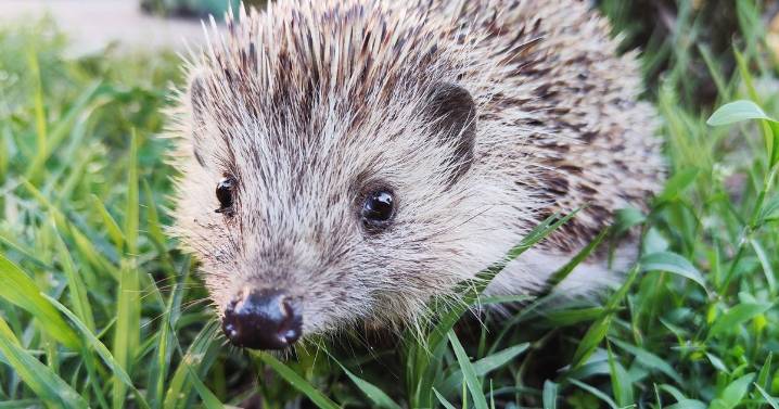 Help hedgehogs survive winter by placing 1 item in your garden this November