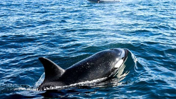 Trump busca eliminar protecciones para especies en peligro y amenazadas