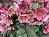 Snohomish County Master Gardener Foundation announces winter speaker series