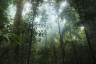 Google to buy carbon credits from massive Amazonian reforestation project