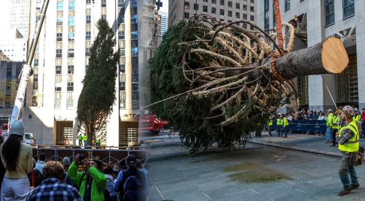 El emblemático árbol de Navidad del Rockefeller Center llegó a Nueva York: ¿Cuánto mide en 2025?