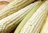 Para el Bajío, anuncia Sader aumento a 950 pesos en el precio de maíz blanco, por tonelada