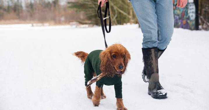 Experts share the safest times to walk your dog during the winter months
