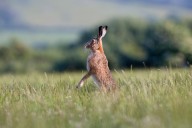 By what name is the shallow nest of the hare known? It's the Country Life Quiz of the Day, November 3, 2025