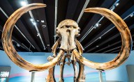 Redescubrimiento histórico: Un diente de 1878 revela el fósil de mamut lanudo más nororiental de Norteamérica