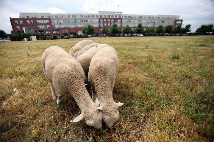 From sheep and a llama to lakefront living: Affordable apartments planned for Cleveland lakefront parcel