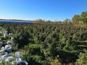 Investigation into illicit cannabis production leads to charges