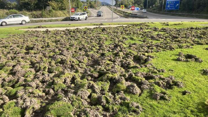 Jabalíes en Gijón: 300 ejemplares abatidos al año y las dos parroquias donde ahora se concentra el problema