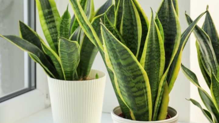 El abono casero que necesita la lengua de suegra para que dé flores