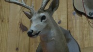 Modern gun deer hunting season starts in Arkansas this weekend